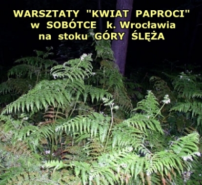 Kwiat-paproci-aura